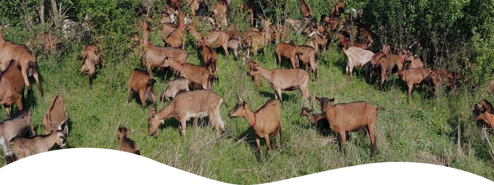 Ferma de Gusturi
Adevărate